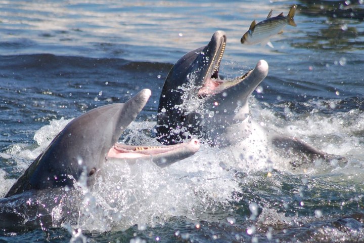 Two dolphins in water jumping to catch a fish.