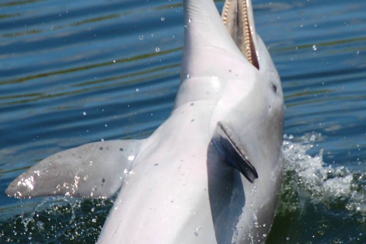 Dolphin jumping out of water with mouth open.
