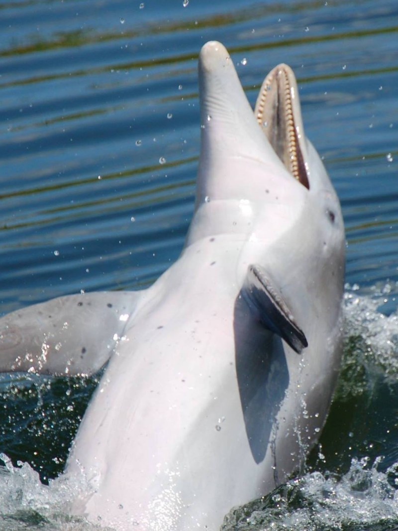 Dolphin jumping out of water with mouth open.