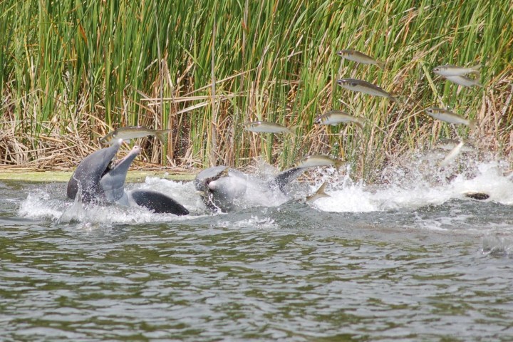 Dolphins catching jumping fish near reeds in water.