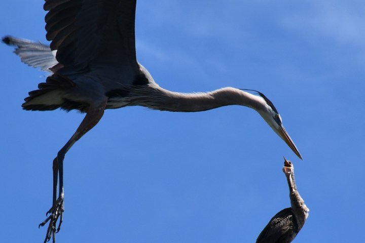 Two birds in sky with one flying and another perched.