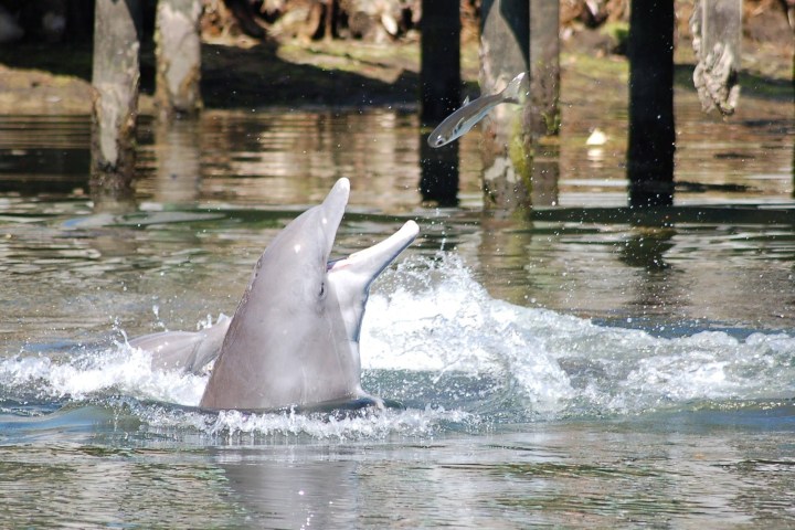 Two dolphins leaping out of water, one chasing a fish.