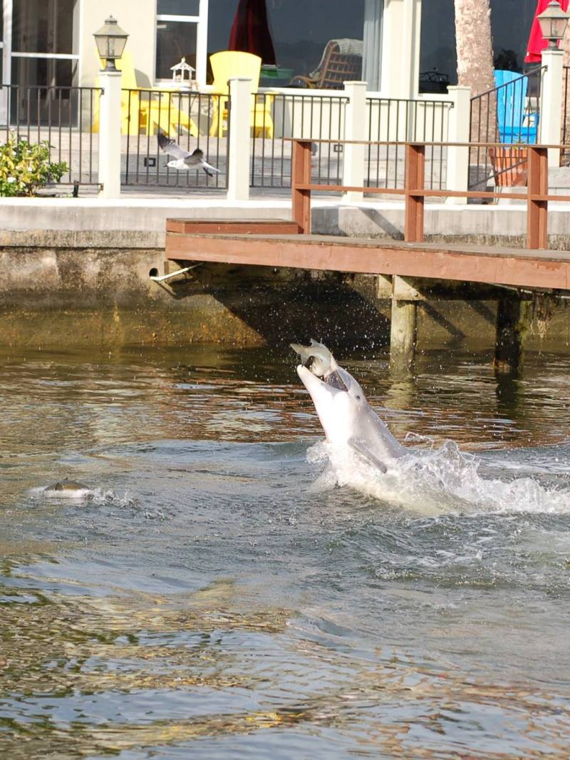 Dolphins jumping in water near a wooden dock and building.