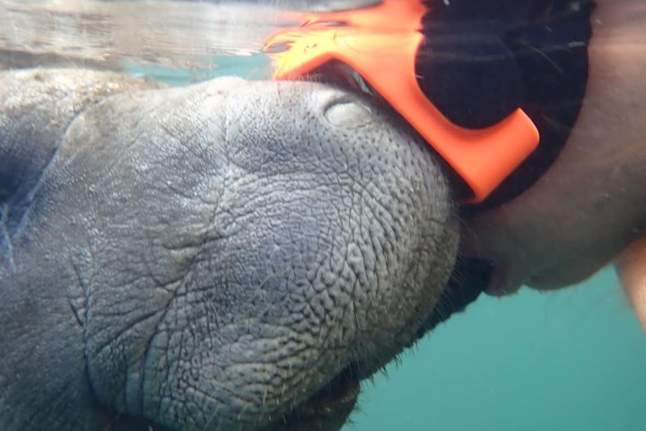 Person wearing snorkeling gear interacting with a manatee underwater.