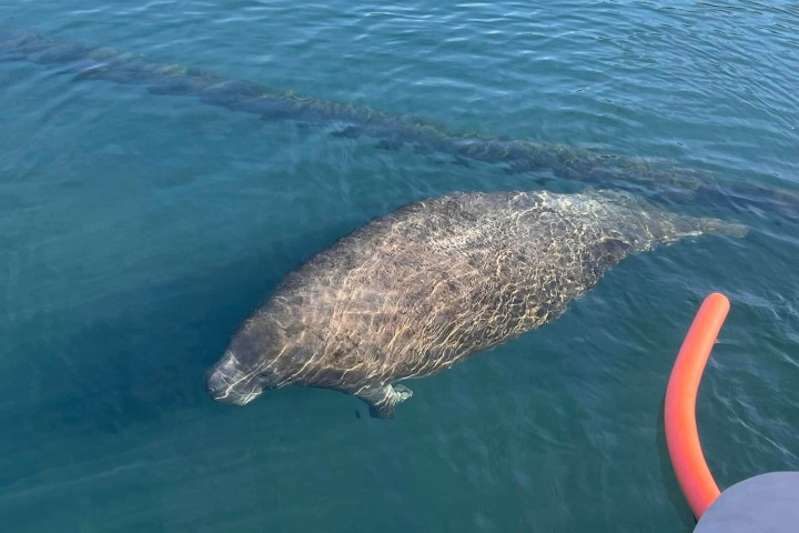 A manatee swims near the surface of clear blue water.