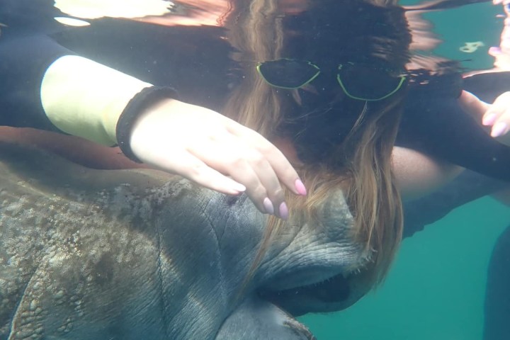 Person underwater petting a manatee, both partially submerged.