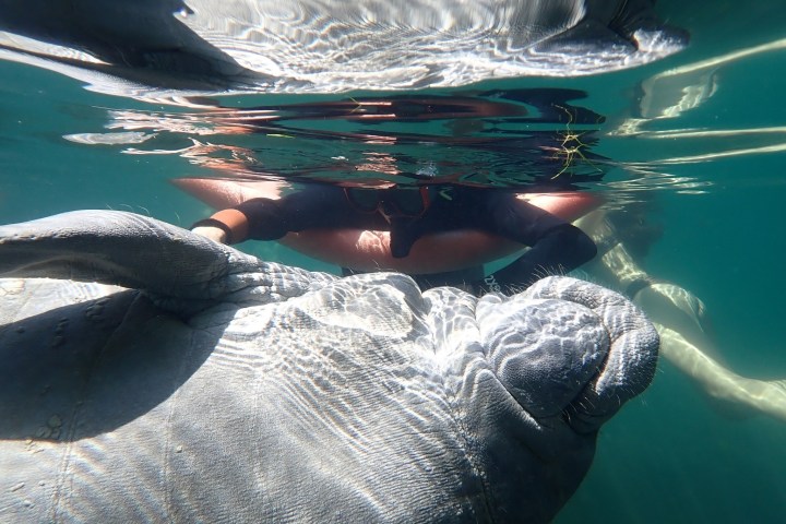 Manatee underwater near a swimmer with a snorkel in clear water.